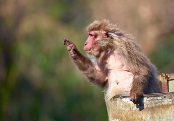 Japanese macaque