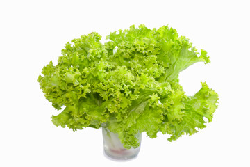 Lettuce in a cup on white background