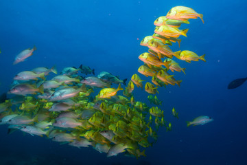Fototapeta na wymiar Panamic porkfish