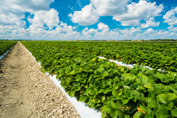 Strawberry plants