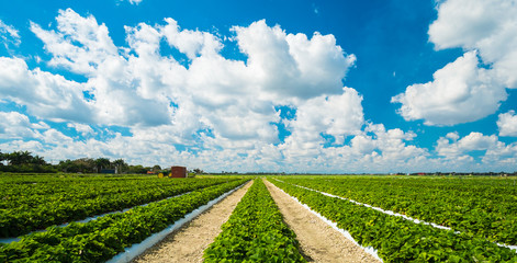 Strawberry plants