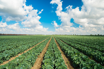 Cabbage field