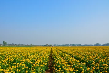 Papier Peint photo Marguerites marigold field and blue sky in thailand