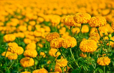Photo sur Plexiglas Marguerites marigold field in thailand