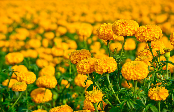 Marigold Field In Thailand