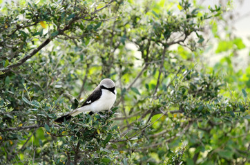 A beautiful Grey-Backed Fiscal