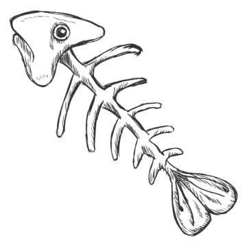 vector sketch illustration - fish skeleton