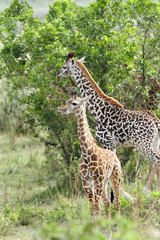 Beautiful calves of Giraffe
