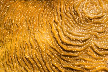 details from the coral reefs of the caribbean sea