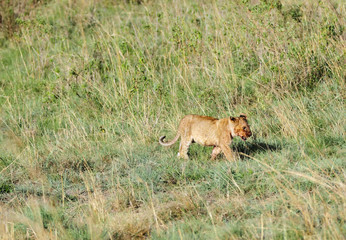 Fototapeta na wymiar Piękne dziecko lew roamingu w użytkach zielonych