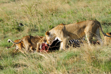 Naklejka premium Lioness moving near to the Zebra