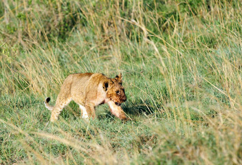A beautiful lion cub in  the grassland