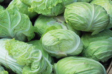 Fototapeta na wymiar Fresh cabbage in the market.