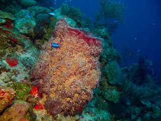 Fototapeta na wymiar dane z rafy w Morzu Karaibskim.