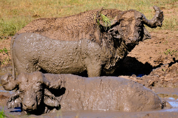 A Pair of Water Buffalo in the Mud