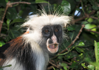A Surprised Zanzibar Red Colobus