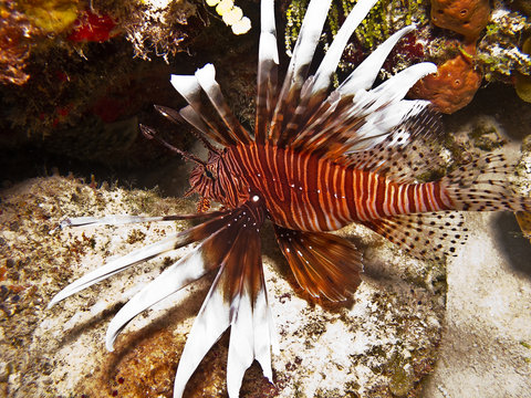 lionfish