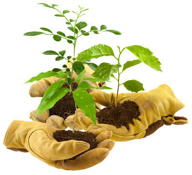 concept bourse d'&eacute;change de plantes entre jardiniers