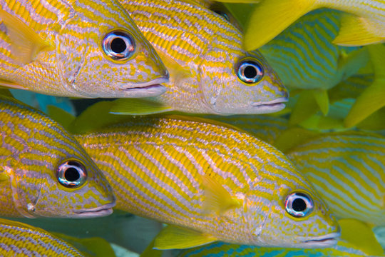 Snapper
