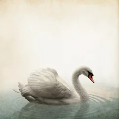 Schilderijen op glas swan Vintage background © 2jenn