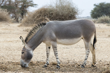 Somali wild ass (Equus africanus) in nature reserve