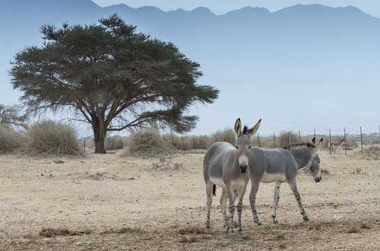 Somali wild ass (Equus africanus) in nature reserve