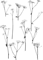 set of nine dry autumn plants isolated on white