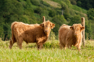 Scotland Angus cattle - 61385800