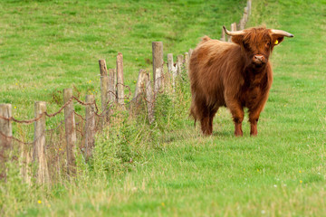 Scotland Angus Cattle - 61385840
