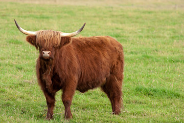 Scotland Angus Cattle - 61385870
