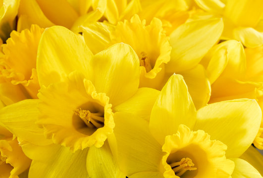 Fototapeta Close up bunch of yellow daffodils