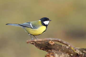 beautiful tiny bird in the garden