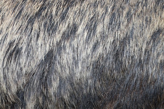 european wild boar fur