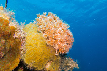 images from caribbean coral reef