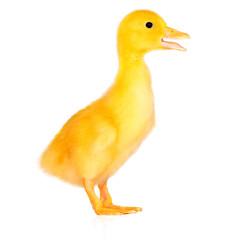 Cute yellow duckling