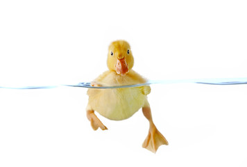 Cute yellow duckling swimming in water