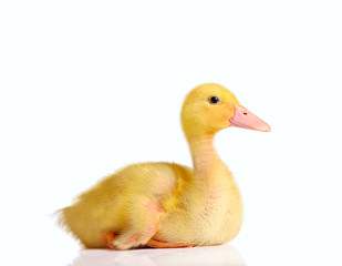 Little duckling sitting or resting