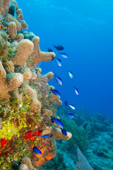 caribbean reef fish - 61387047