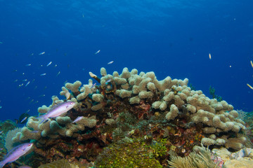 images from caribbean coral reef