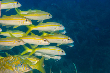 Fototapeta premium caribbean reef fish