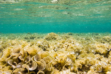 Naklejka na ściany i meble zdjęcia z karaibskiej rafy koralowej