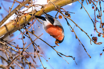Bullfinch
