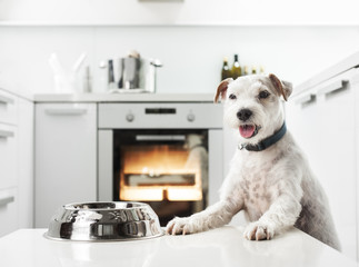 Terrier waiting for a healthy meal