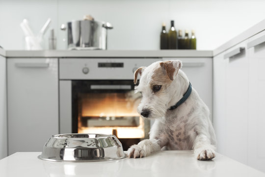 Terrier waiting for a healthy meal