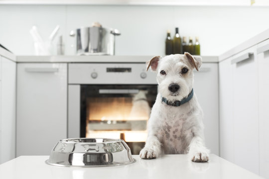 Terrier waiting for a healthy meal