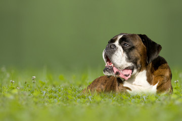 Hund, Deutscher Boxer