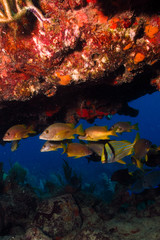 Caribbean grunts and snapper