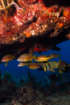 Caribbean grunts and snapper