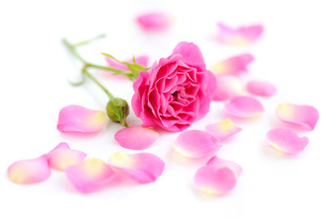 Pink rose and petals on a white background