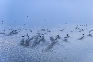 A flock of wild geese taking flight from the lake.